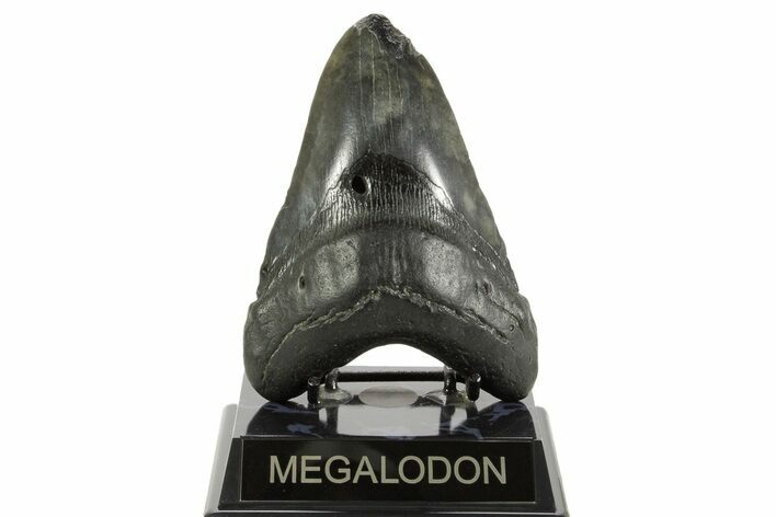 Fossil Megalodon Tooth - South Carolina #367926